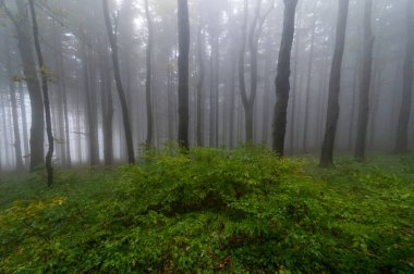 Islak ağaç gövdeleri ve taçlarıyla sonbahar sisli dağ kayın ormanları Velka Javorina, Beyaz Karpatlar dağları, Çek Cumhuriyeti