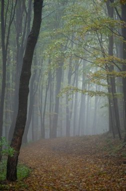 Islak ağaç gövdeleri ve taçlarıyla sonbahar sisli dağ kayın ormanları Velka Javorina, Beyaz Karpatlar dağları, Çek Cumhuriyeti