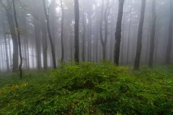Islak ağaç gövdeleri ve taçlarıyla sonbahar sisli dağ kayın ormanları Velka Javorina, Beyaz Karpatlar dağları, Çek Cumhuriyeti