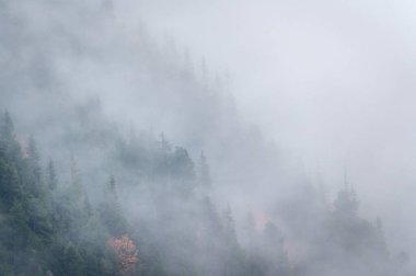 Slovakya 'da Yüksek Tatralar' da renkli ağaç yaprakları ve sisli sonbahar ormanı