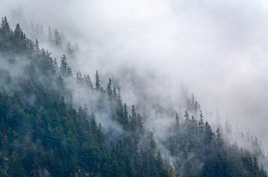 Slovakya 'da Yüksek Tatralar' da renkli ağaç yaprakları ve sisli sonbahar ormanı