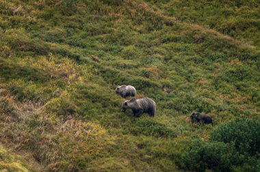 Slovakya 'daki High Tatras' ta cüce çam ağaçlarıyla dağda yaban mersini yiyen bir dişi ayı.