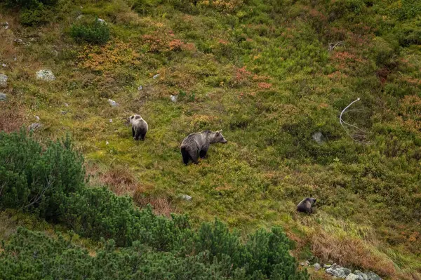 Slovakya 'daki High Tatras' ta cüce çam ağaçlarıyla dağda yaban mersini yiyen bir dişi ayı.