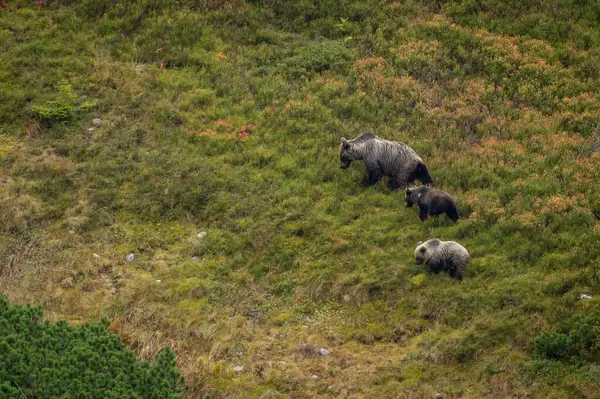 Slovakya 'daki High Tatras' ta cüce çam ağaçlarıyla dağda yaban mersini yiyen bir dişi ayı.