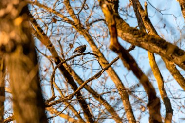 Küçük bir ötücü kuş, bir karatavuk, Çek Cumhuriyeti 'nde bir meşe ormanında bir dalda oturuyor.