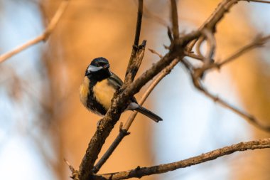 Great tit sitting on a branch in an oak forest in the Czech Republic