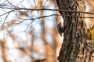 Küçük bir ötücü kuş, bir karatavuk, Çek Cumhuriyeti 'nde bir meşe ormanında bir dalda oturuyor.