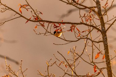 Great tit sitting on a branch in an oak forest in the Czech Republic.