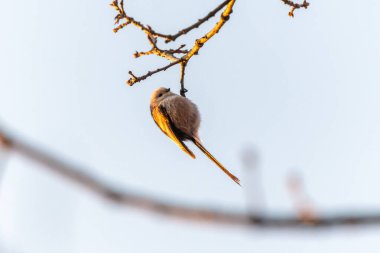 The long-tailed tit (Aegithalos caudatus) sitting on a branch in an oak forest in the Czech Republic