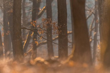 Çek Cumhuriyeti 'nde sabah sisi ve kurumuş ağaç yapraklarıyla meşe ormanı.