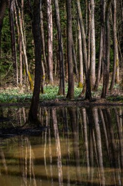 Çek Cumhuriyeti 'nde güzel beyaz kar tanesi çiçekleriyle (Leucojum vernum) dolu orman