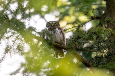 The Eurasian pygmy owl (Glaucidium passerinum) sitting on a spruce branch in a coniferous forest in the Czech Republic clipart