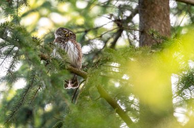 Avrasya pigme baykuşu (Glaucidium passerinum) Çek Cumhuriyeti 'nde kozalaklı bir ormandaki ladin dalında oturmaktadır.