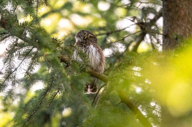 Avrasya pigme baykuşu (Glaucidium passerinum) Çek Cumhuriyeti 'nde kozalaklı bir ormandaki ladin dalında oturmaktadır.