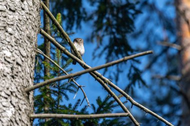 Avrasya pigme baykuşu (Glaucidium passerinum) Çek Cumhuriyeti 'nde kozalaklı bir ormandaki ladin dalında oturmaktadır.