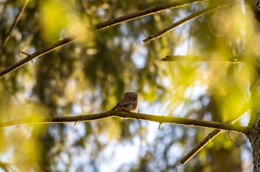 Avrasya pigme baykuşu (Glaucidium passerinum) Çek Cumhuriyeti 'nde kozalaklı bir ormandaki ladin dalında oturmaktadır.