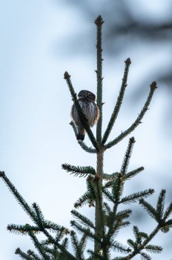 Avrasya pigme baykuşu (Glaucidium passerinum) Çek Cumhuriyeti 'nde kozalaklı bir ormandaki ladin dalında oturmaktadır.