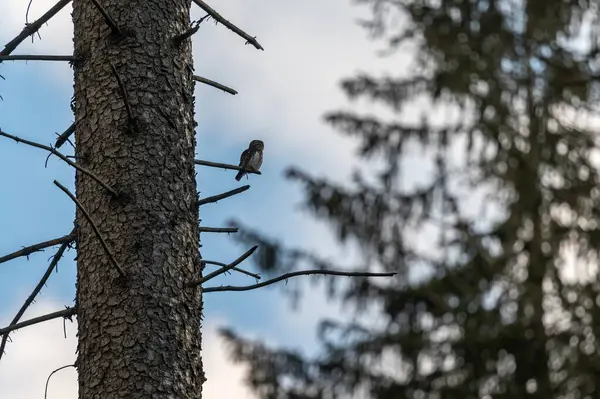 Avrasya pigme baykuşu (Glaucidium passerinum) Çek Cumhuriyeti 'nde kozalaklı bir ormandaki ladin dalında oturmaktadır.