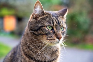 Close-up of the cat's head. Stunning cat face. Black and brown cat.Cute cat