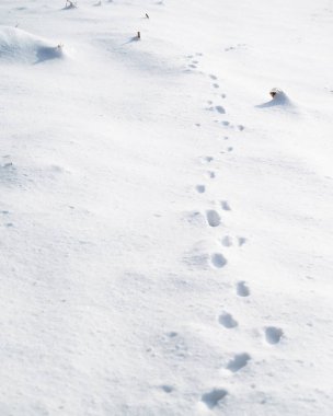 Footsteps in the snow.Footprints of animals in the snow.Winter trail and stalking concept.Trace line in the ice.Marking wild animals in the wild