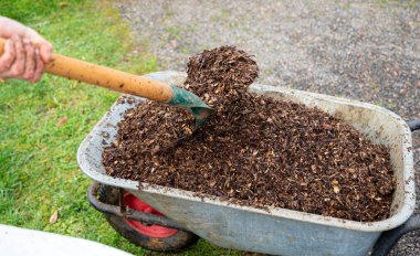 man working in the vegetable garden. Garden work. Shovel with wood chips for the garden. Wheelbarrow for the garden. Man filling his wheelbarrow for the vegetable patch