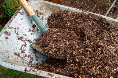 man working in the vegetable garden. Garden work. Shovel with wood chips for the garden. Wheelbarrow for the garden. Man filling his wheelbarrow for the vegetable patch