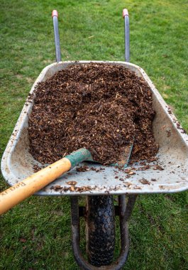 man working in the vegetable garden. Garden work. Shovel with wood chips for the garden. Wheelbarrow for the garden. Man filling his wheelbarrow for the vegetable patch