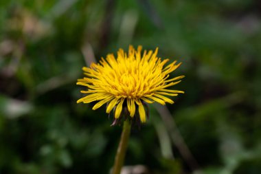 yellow dandelion close up. yellow dandelion isolated