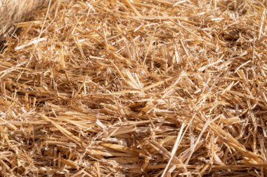 dry straw collected for animal feed.Bale of hay.Pile of hay on the farm.A day in the barn.Pile of hay in dry bales.Place to put text