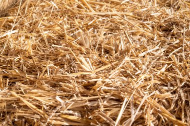 dry straw collected for animal feed.Bale of hay.Pile of hay on the farm.A day in the barn.Pile of hay in dry bales.Place to put text