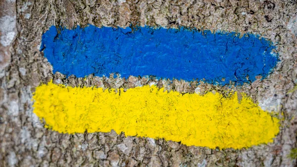 Flag of Ukraine painted on a tree. Ukrainian flag concept.Ukrainian banner.Ukraine painted flag colorful brush strokes. Yellow and blue flag. Yellow and blue mark.