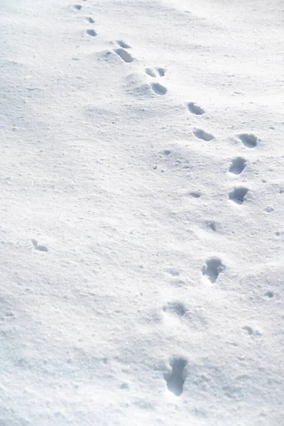 Footsteps in the snow.Footprints of animals in the snow.Winter trail and stalking concept.Trace line in the ice.Marking wild animals in the wild