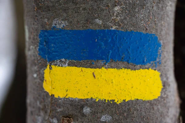 Flag of Ukraine painted on a tree. Ukrainian flag concept.Ukrainian banner.Ukraine painted flag colorful brush strokes. Yellow and blue flag. Yellow and blue mark.