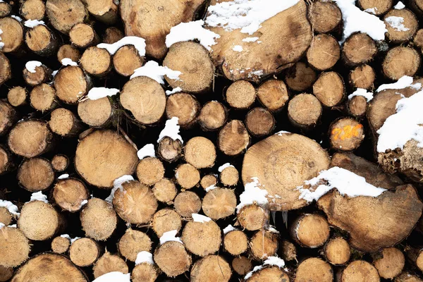Stacked tree trunk.Tree stacked covered with snow. long tree trunk.Snow on logs stacked against trees.Freshly cut tree wooden logs in the forest waiting for transportation and processing. Timber logging.Close up of the trunks of felled trees.