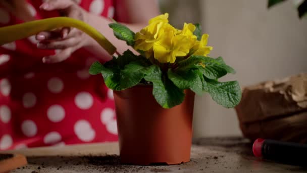 Kadın Tencerede Sarı Çiçekleri Suluyor Evde Bahçıvanlık Yapan Bir Kızın — Stok video