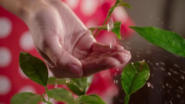 Mulher Derramando Água Mão Enquanto Faz Jardinagem Casa Corrente Água — Vídeo de Stock