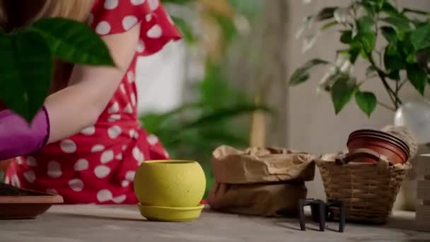 庭の手袋の散水フラワーポットの女性 自宅の園芸をしながら 散水缶を使用して赤いドレスの少女の作物のビュー フラワーショップの労働者は植物の世話をする 高品質4K映像 — ストック動画