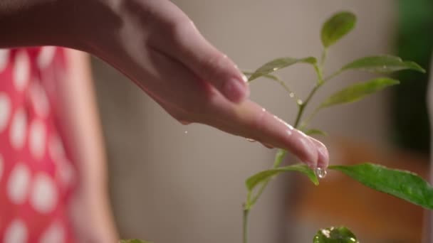 観葉植物を散水女性の作物のビュー 湿った植物の葉に触れる少女のスローモーションビュー ホームガーデニング 高品質のフルHd映像 — ストック動画