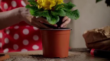 Sarı çiçekli bir bayanın yavaş çekim videosu. Kadın saksıya çiçek koyuyor. Evde bahçıvanlık. Yüksek kaliteli FullHD görüntüler