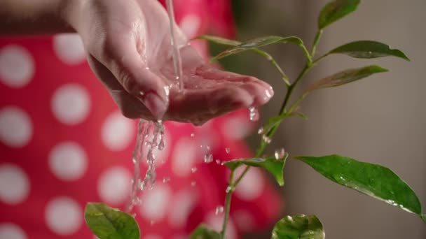 緑の植物に水をやる女性のスローモーションビュー 観葉植物に水を注ぐ赤いドレスの少女の作物のビュー 高品質のフルHd映像 — ストック動画