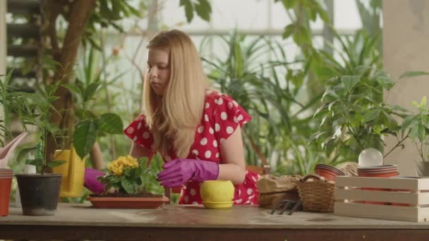 여자가 꽃병에 식물을 넣는다 아름다운 정원사는 자라도록 수정된 식물을 파묻는다 — 비디오
