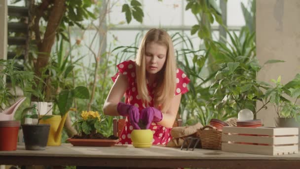 Beautiful Woman Red Dress Putting Soil Yellow Flower Pot Girl — Stock Video