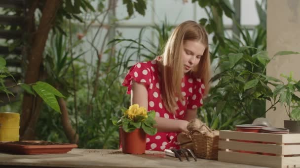 Bir Dişi Bahçıvan Bir Bitkiyi Kahverengi Bir Saksının Içine Koyar — Stok video