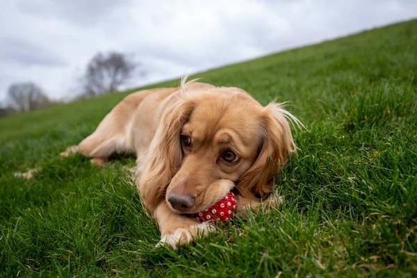 芝生の上でおもちゃで遊ぶかわいい犬 芝生の上に横たわる愛らしいコッカー スパニエルの犬の屋外撮影 高品質の写真 — ストック写真