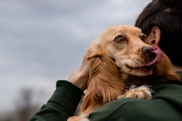 A man hugs his dog while standing outdoors. A cocker spaniel with its tongue hanging out lies on its owners shoulder. High quality photo