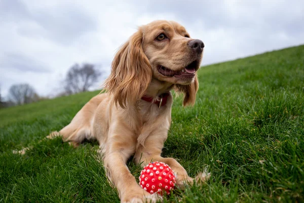 小さな緑の丘の上に横たわるコッカー スパニエルの写真 犬は公園の芝生の上に横になり その足の近くに小さな赤いボールがあります 高品質の写真 — ストック写真