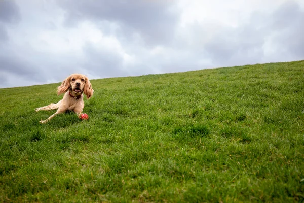 曇った空に対して緑の芝生の上に横たわるコッカー スパニエルの美しい写真 犬は小さな緑の丘の上に横たわり カメラに向かっている 高品質の写真 — ストック写真