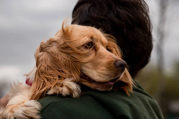 悲しい表情をしたコッカー スパニエルは 男の肩の上に横たわり どこかに見えます ブルネットの男は彼の腕の中にスパニエル子犬を保持しています 高品質の写真 — ストック写真
