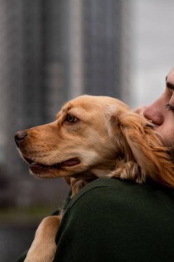 Kollarında cocker spaniel tutan bir adamın görüntüsü. Sahiplerinin omuzlarında yatıp başka tarafa bakan bir cocker spaniel 'in açık havada çekilmiş fotoğrafı. Yüksek kalite fotoğraf
