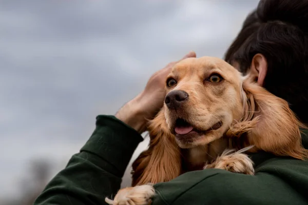 男は自分の腕の中にコッカー スパニエルの子犬を保持し 彼の頭をストローク ブルネットの男が犬を抱きかかえて通りに立っている 高品質の写真 — ストック写真